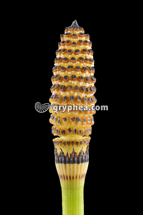 Prêle - détail du strobile (Equisetum hyemale) - gryphea.com